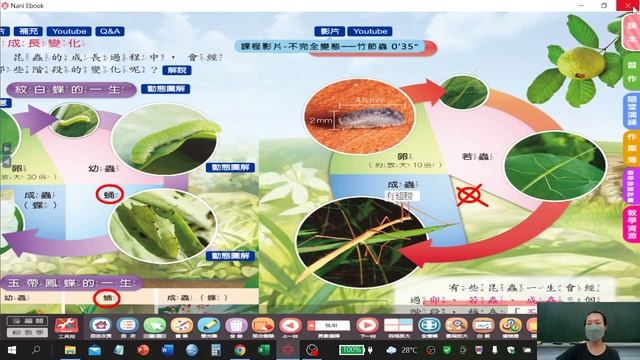 【四下自然教學影片】第三單元昆蟲世界｜活動2-3昆蟲的成長變化、活動3昆蟲與環境｜南一版本