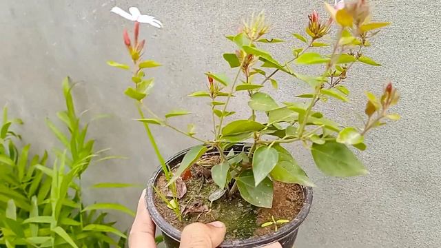 Star Jasmine Permanent Evergreen Vine | Beautiful Easy to Grow Flower Vine