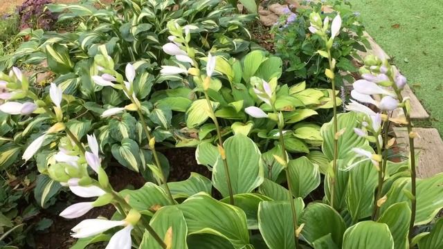 Hosta Is in Bloom