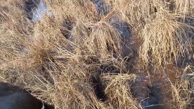 Охота на северную утку