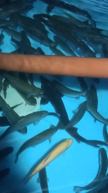 VID_20250215_163504.mp4