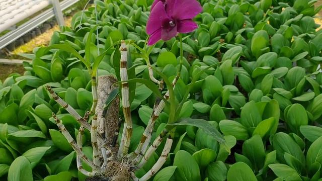 Dendrobium Poper Red