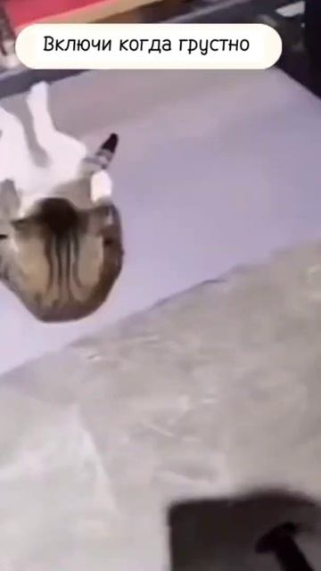 Подпишись ведь сдесь ты найдешь много милого и смешного 🐈❤️ #shorts