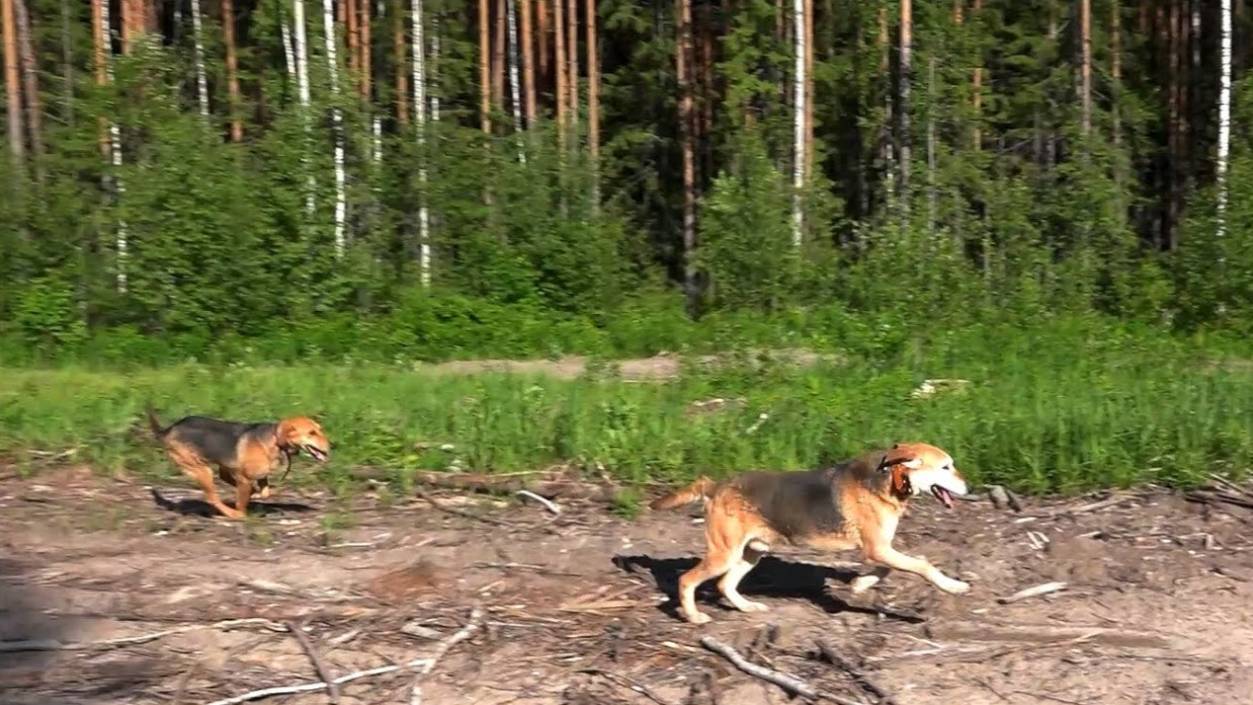 НАГОНКА. Русские гончие - ч .п/ч. Сигнал(Плакуня)и Лайма вл. Шатров В.А.#охотасгончей#топ #hunting