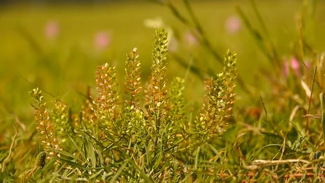 Peppergrass