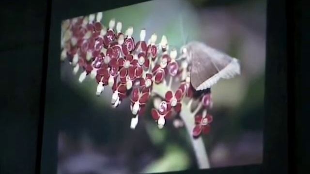 ICPS Conference 2000 -  Reproductive Isolating Mechanisms among Nepenthes and Their Hybrids