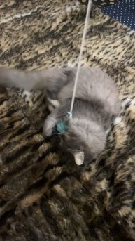 Котэ