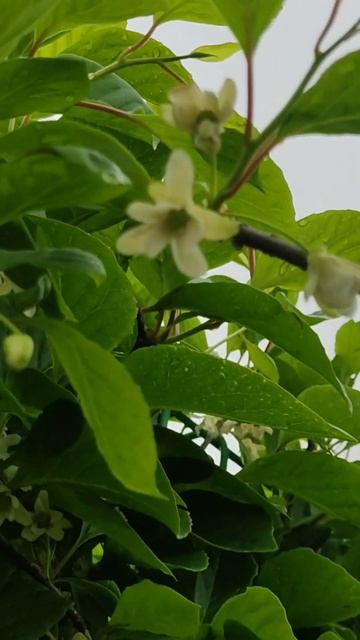 #멍#오미자#잎#꽃#Mung#Schisandra#Leaf#Flower