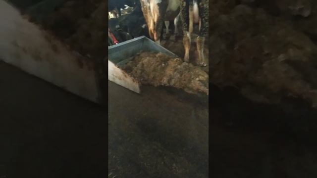 Видео от клиента из ЕКАТЕРИНБУРГА / МИНИ-ПОГРУЗЧИК в действии