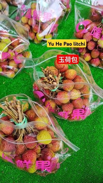 Yu He Pao litchi,玉荷包,荔枝 #garden #nature #plants #fruit #food