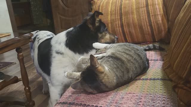 Кот+собака= ?  Dog + cat= ?