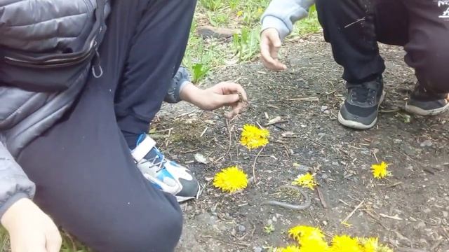 У кого башня из одуванчиков упадёт, отдаёт победителю 5 рублей челендж