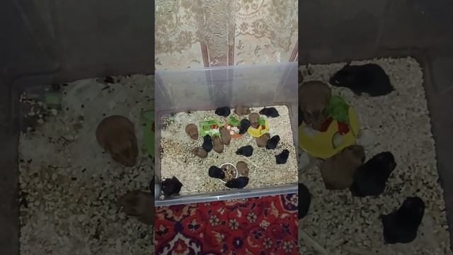 Хомячатам 1 месяц