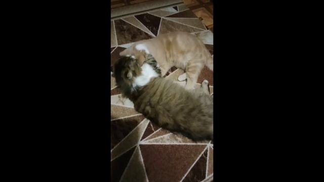Тишка будет чистым