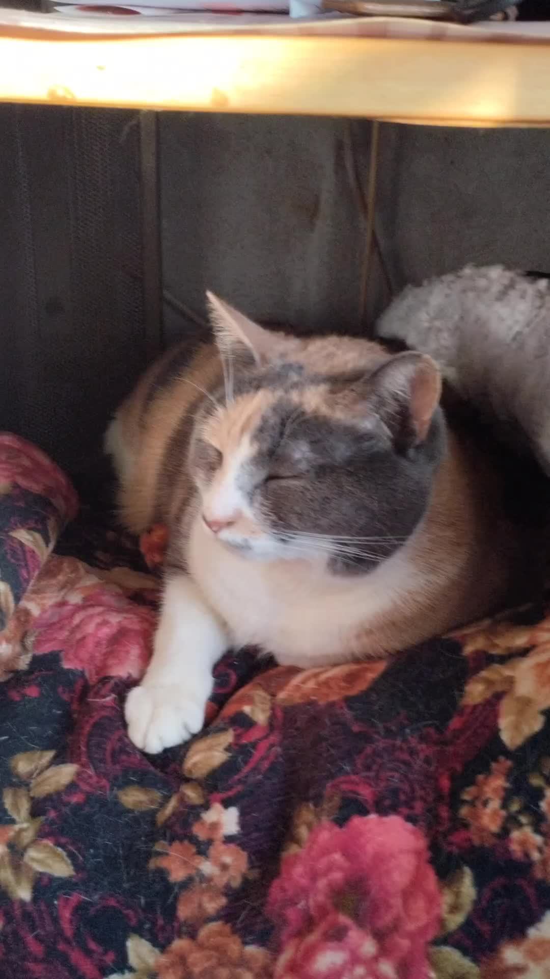 тоска о папе отец ушёл маме