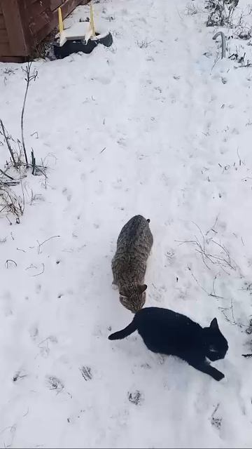 котята