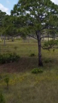 Quadcopter @ Florida Pine Forest #nature #shorts
