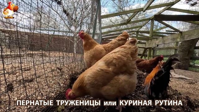 Куры несушки свободного выгула и их обычная куриная рутина – эпизод (32)