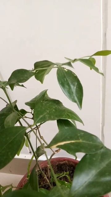 #Shorts Indoor bonsai Pink Jasmine plant in pot Known for its super smell and looks