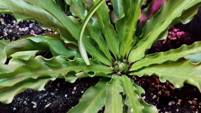 Asplenium microsorum  - new leafs 🦚🦜🍀 Асплениум Микросорум гнездо проснулось 🤗