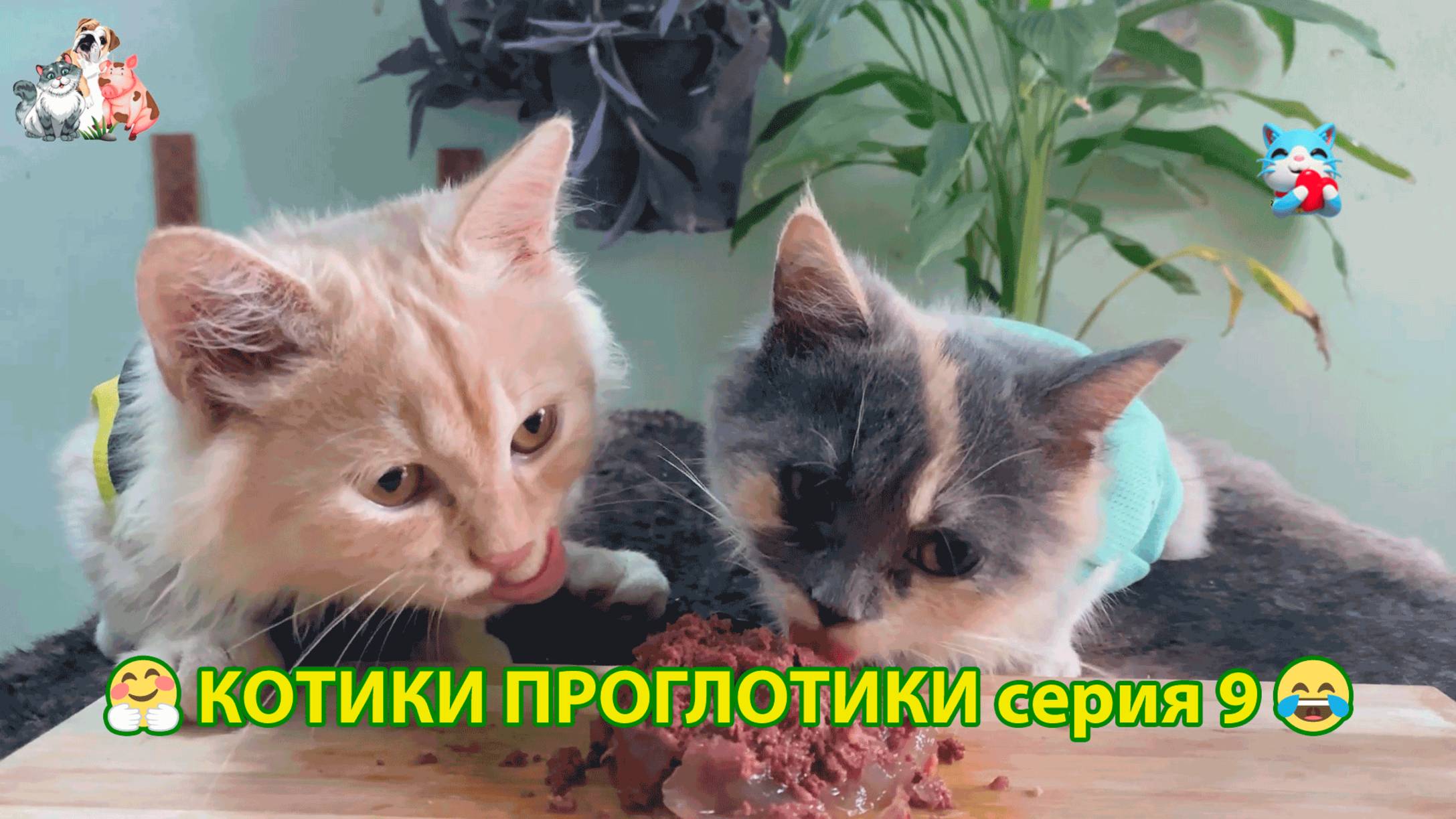 Котики-проглотики растут будущие птицеводы 🐈🐈⬛😹 эпизод (9)
