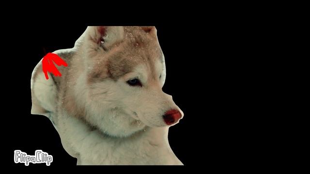 вот колбаты