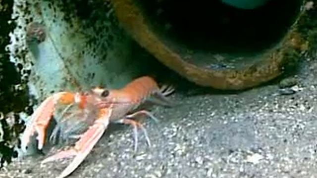 Video from My Phone