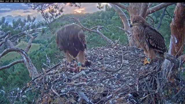 Солнечный орёл приносит кошку птенцам 🐥🐥🦅