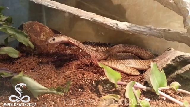 Филиппинская кобра