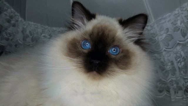 Люкс рэгдоллы, котята и шоу производители. Lux ragdolls, kittens and show producers.