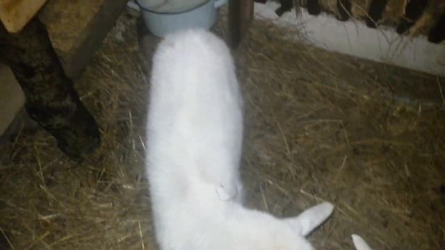 Козы - goats - Ozkos