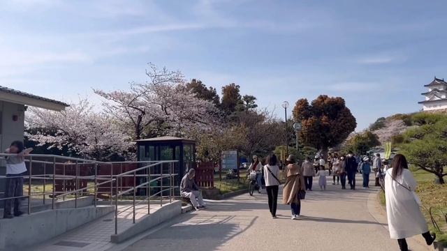 Hanami Bento|Picnic Under Sakura|Cherry Blossom Viewing @Akashi Castle Park , Hyogo Japan