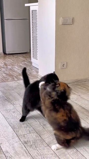 Кошки за внимание кожаного))))