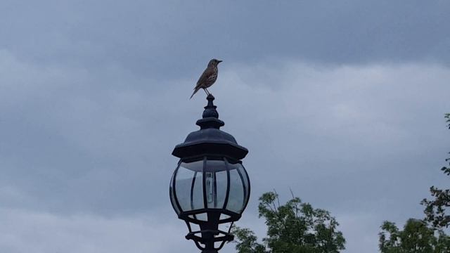 Поен дрозд - Turdus philomelos