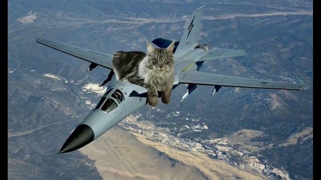 Котики.