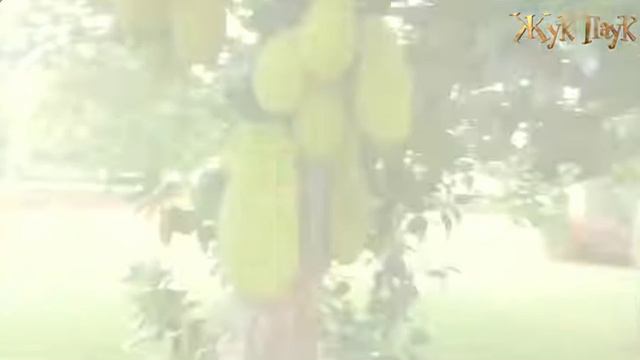 Хлебное дерево