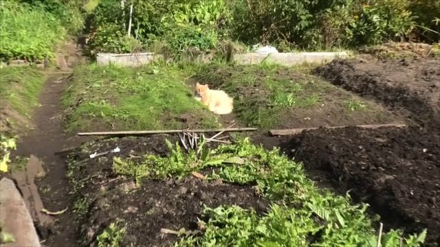 9-10 09 2021г картофель Рыжик лук
