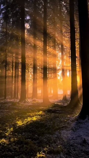 Лес на закате