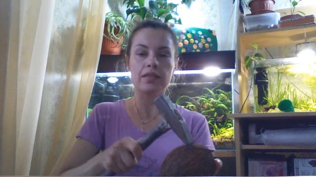 Как росколоть кокос? Домик рыбкам.