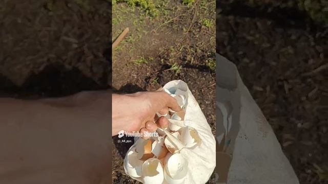Сажаю клубнику