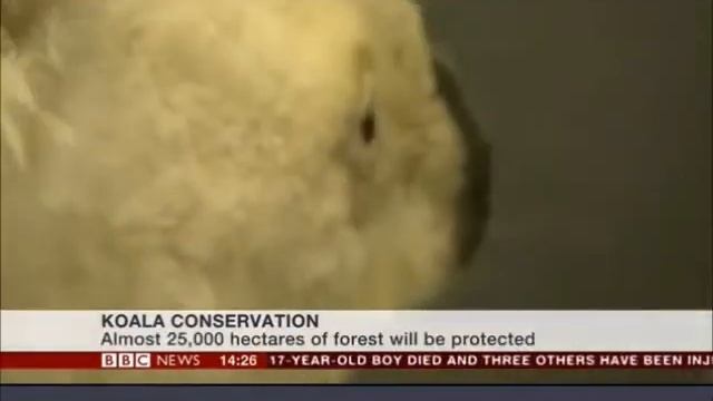 NSW Koala Protection Strategy - BBC News