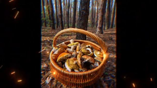 Меняю рыбалку 🎣 на сбор грибов 🍄 😂🤣