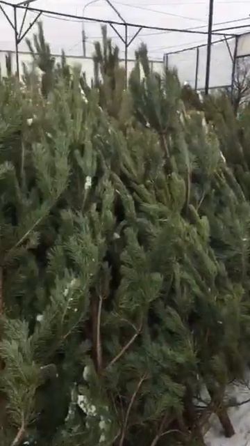 Живые  новогодние елки в Самаре.