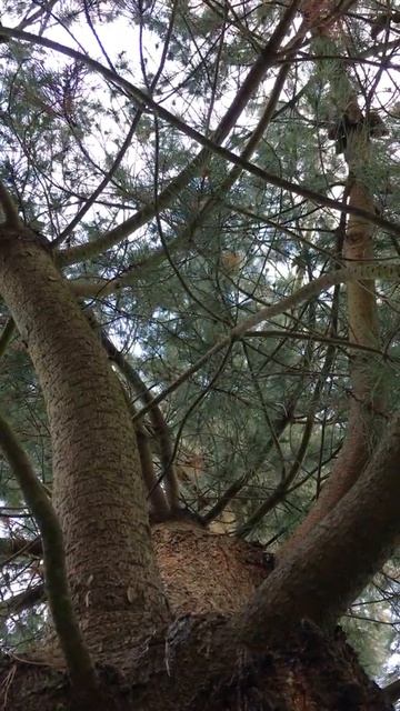 Monterey pine - canopy - March 2020