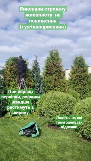 Стрижка живоплоту на пониження, як зробити живопліт ширшим?