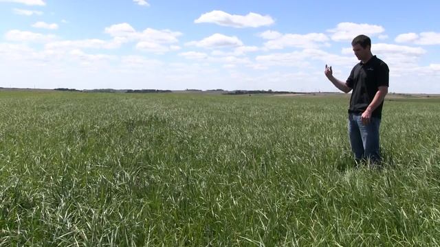 #Hay and Pasture™ Blend | Millborn Seeds