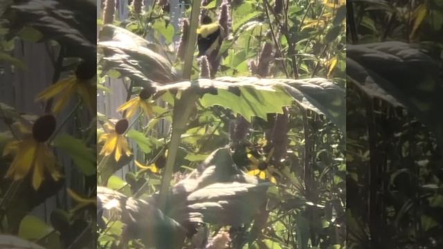 Goldfinch on Hyssop