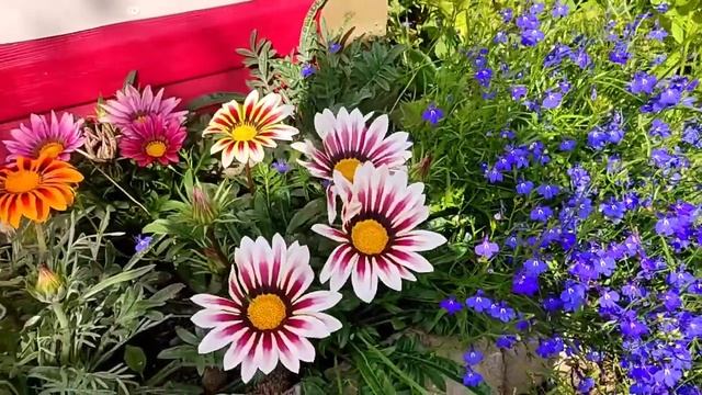 ГАЦАНИЯ | РОМАШКА НА ДАЧЕ | ВЫРАЩИВАЕМ САМИ