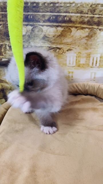 ШОУ малыш рэгдолл Yen 💙 https://vk.com/okcats_40
Inst: @okcats_40