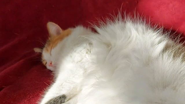 Солодкий сон пообіді 🥰 #киця#котики#catvideos